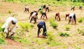 87 per cent of Zamfara farmers back to the farms – CP