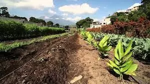 National Park C-G urges Nigerians to embrace organic farming