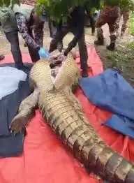 Missing man found inside crocodile