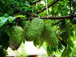 Soursop capable of generating forex for Nigeria