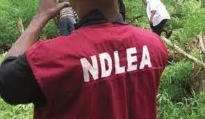 NDLEA dismisses allegations of lopsided appointments, nepotism