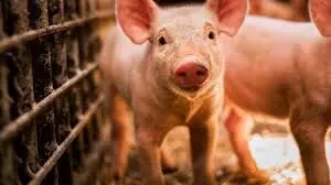 Sweden applies to be declared free of African swine fever