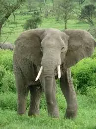 Pregnant woman killed by rampaging wild elephants – police