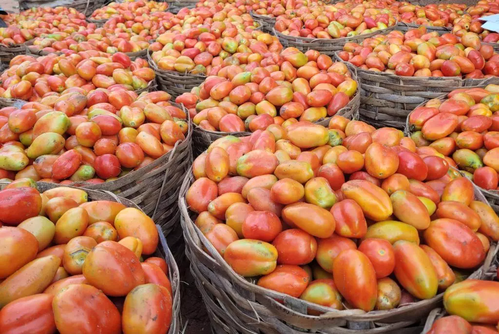 Farmers recount losses as tomato prices drop by 90%