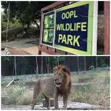 Lion kills handler at Obasanjo Presidential Library Zoological garden