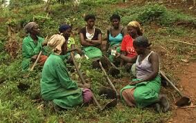 Smallholder women farmers laud Oyo Govt. on agric intervention