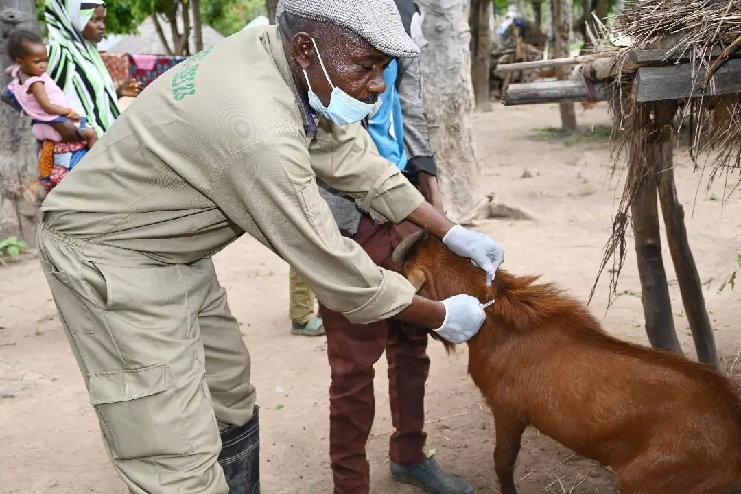 Kogi vaccinates over 200,000 livestock against anthrax