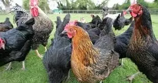 FG releases 2 new chicken breeds, 14 new high-yield crops varieties