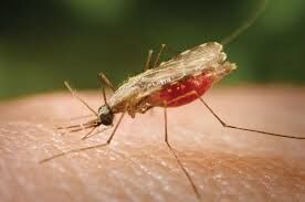 Can Nigeria eliminate malaria like, Cape Verde, Mauritius, others did?