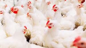 PAN predicts unavailability of poultry as maize hits N1m per tonne