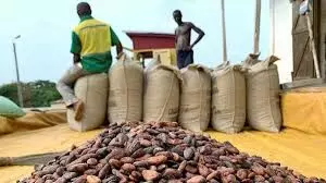 Nigeria’s Cocoa market values over $6bn — Stakeholders