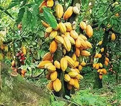 Woman petitions IGP over husband’s murder in cocoa farm