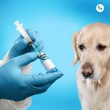 Mbah calls for dog vaccination in Enugu