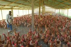 Christmas: Poultry farmers anticipate low chicken sales