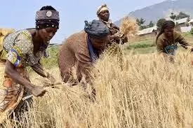 6,000 wheat farmers get FG’s intervention in Kano