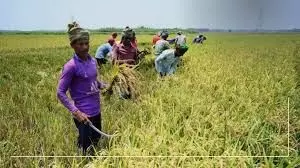 Enugu Govt, rice farmers lament destruction of canal, farmlands by herders