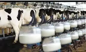 Kano cow milk dealers urge completion of milk collection centres