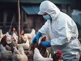 Dozens of chicken killed as bird flu hits Kano