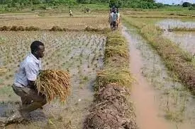 A’Ibom Distributes Rice Seedlings to Farmers