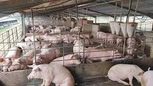 Pig Farmers Seek Grants to Revive Value Chain