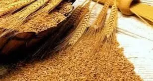 FMAN Collaborates with CBN, Water Resources Ministry to Boost Wheat Farming