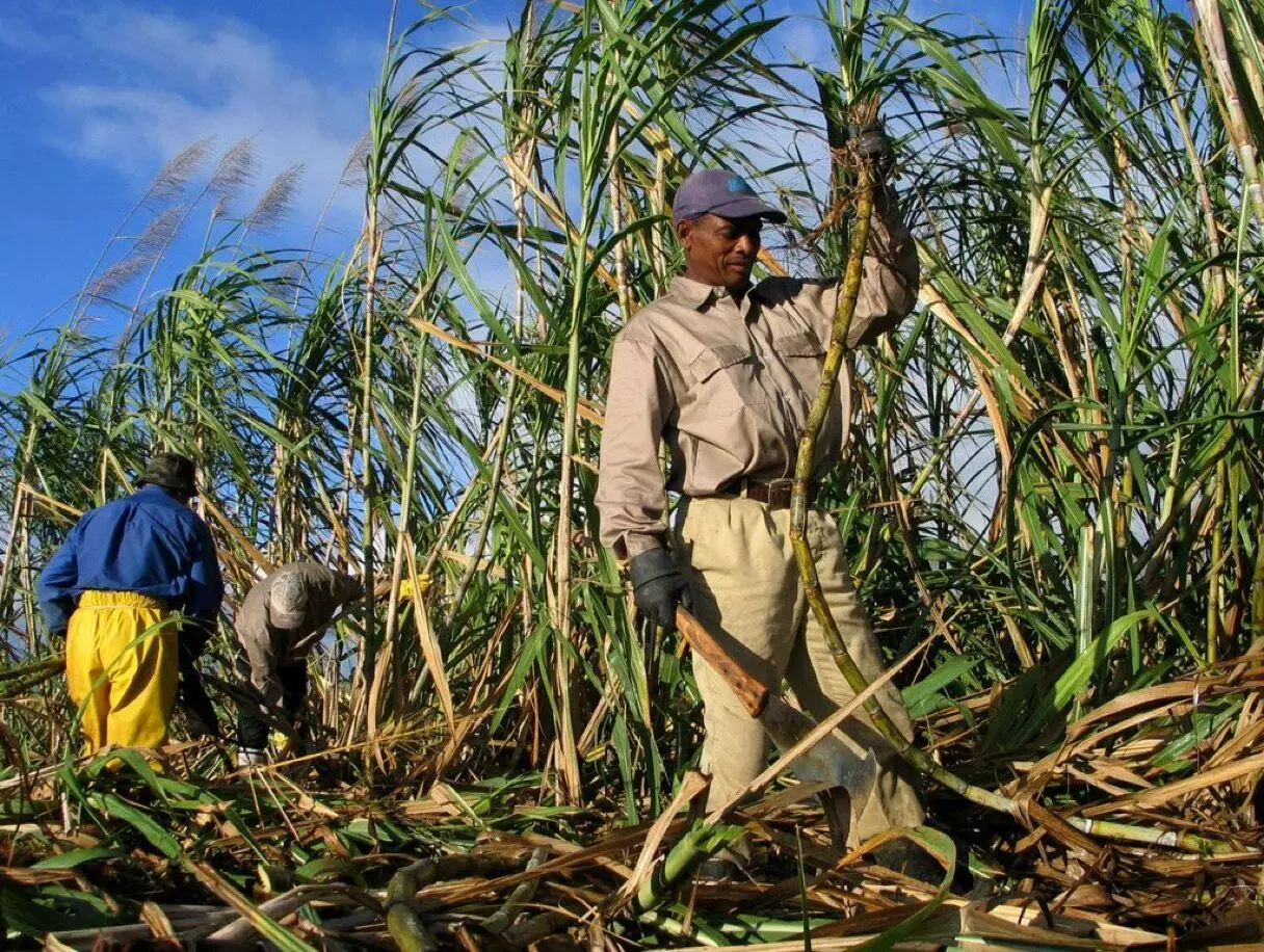 U.N. FAO: World food prices record decline in August for third month running