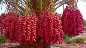 NIFOR urges farmers to embrace date palm cultivation