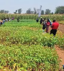 Ogun farmers sensitised to adopt climate-smart techniques