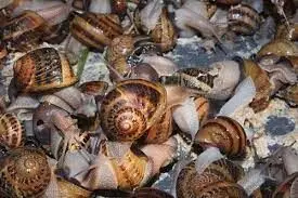 Expert seeks investment in snail value-chain by-products