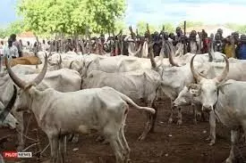 Yobe Govt introduces cattle tax