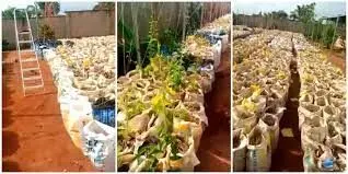 Edo Farmers say growing yam in sacks cost effective