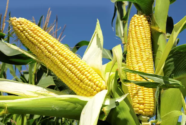 Poultry farmer tasks FG on massive Maize cultivation