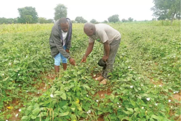 Ekiti farmers cry out to security agencies